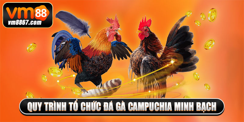 Quy trình tổ chức đá gà Campuchia minh bạch