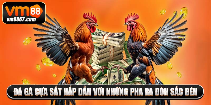 Đá gà cựa sắt hấp dẫn với những pha ra đòn sắc bén